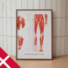 Det Myofasciale Triggerpunkt Sæt anatomidiagram til klinikker