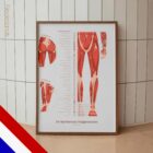 De Set Myofasciale Triggerpunten anatomisch diagram voor praktijken en klinieken
