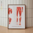 Myofasziale Triggerpunkte Set Anatomie-Chart für Praxen und Kliniken