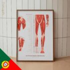O Conjunto de Pontos-Gatilho Miofasciais diagrama anatómico para clínicas e consultórios