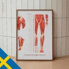 Setet med Myofasciella Triggerpunkter anatomidiagram för kliniker