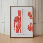 The Myofascial Trigger Points Set anatomy chart for clinics