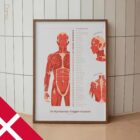 Det Myofasciale Triggerpunkt Sæt anatomidiagram til klinikker