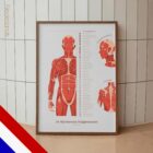 De Set Myofasciale Triggerpunten anatomisch diagram voor praktijken en klinieken
