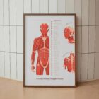 The Myofascial Trigger Points Set anatomy chart for clinics