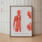 Set des Points Gâchettes Myofasciaux planche anatomique pour cabinets et cliniques