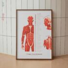 Il Set dei Trigger Point Miofasciali tavola anatomica per studi e cliniche
