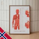 Myofasciale Triggerpunkter Set anatomidiagram for klinikker