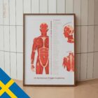 Setet med Myofasciella Triggerpunkter anatomidiagram för kliniker
