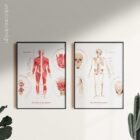 The Muscular System Chart