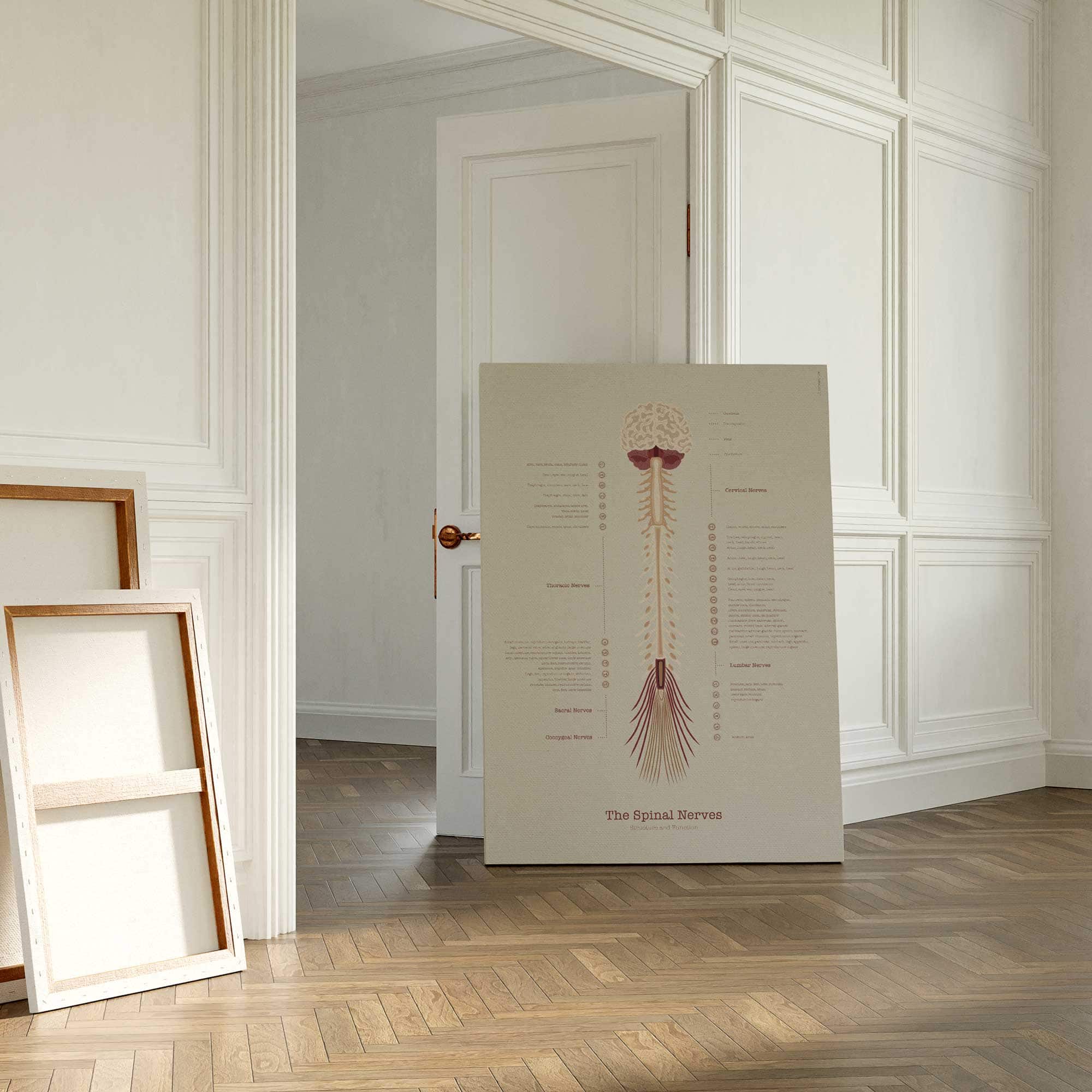 The Spinal Nerves Chart