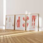 The Myofascial Trigger Points Set anatomy chart for clinics