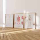 The Muscular System Chart