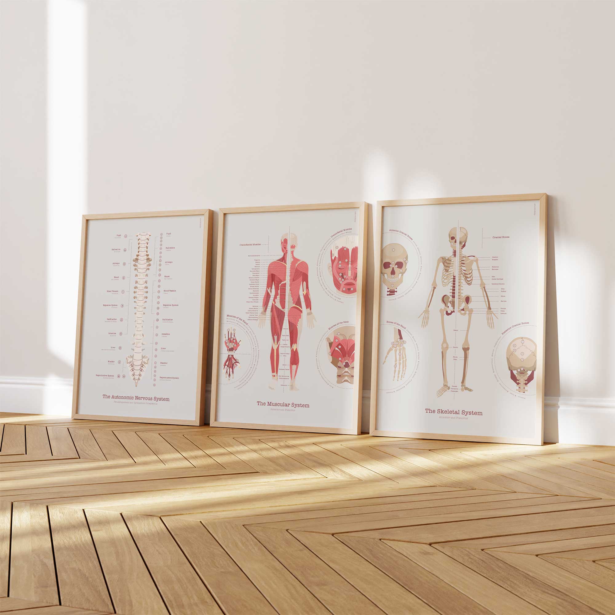 The Muscular System Chart