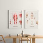 The Muscular System Chart