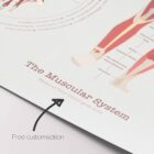 The Muscular System Chart