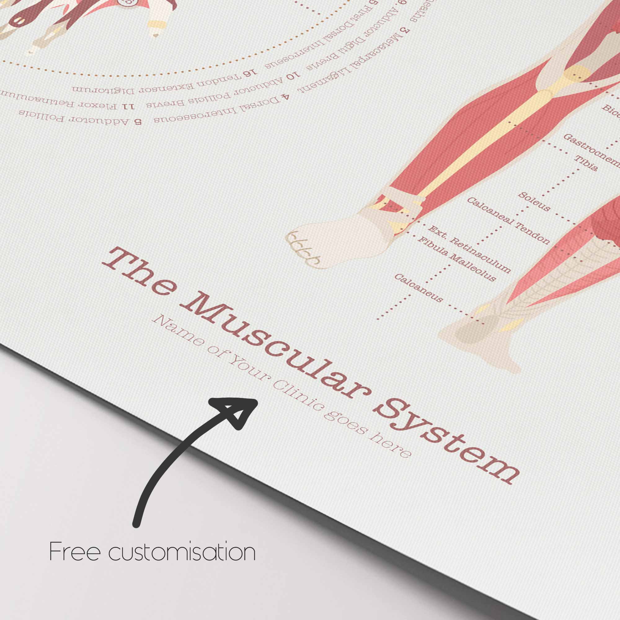 The Muscular System Chart