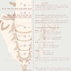 Gonstead Listings Set anatomy chart for clinics