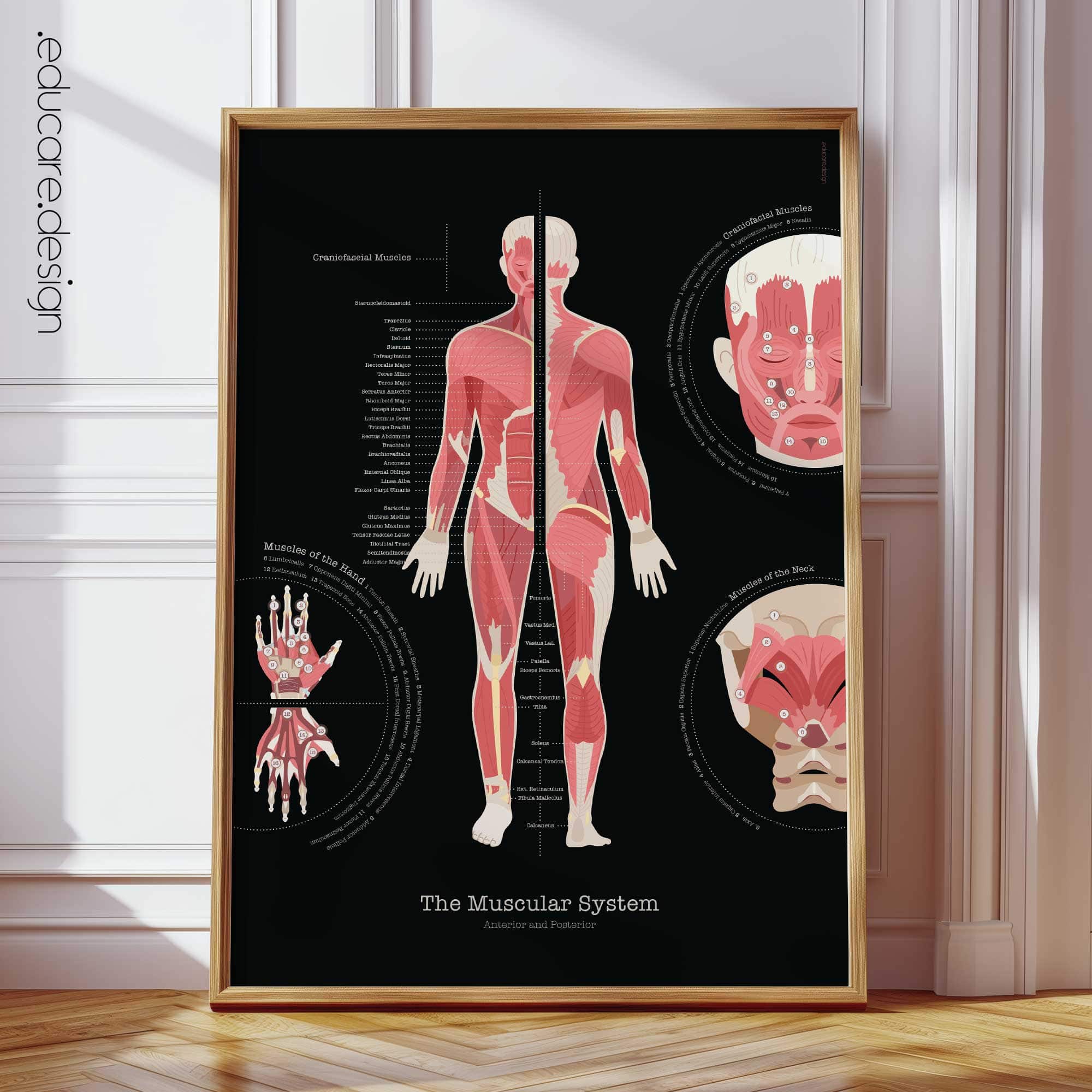 Muscular System Anatomy Chart, Black Edition