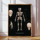 Skeletal System Anatomy Chart, Black Edition