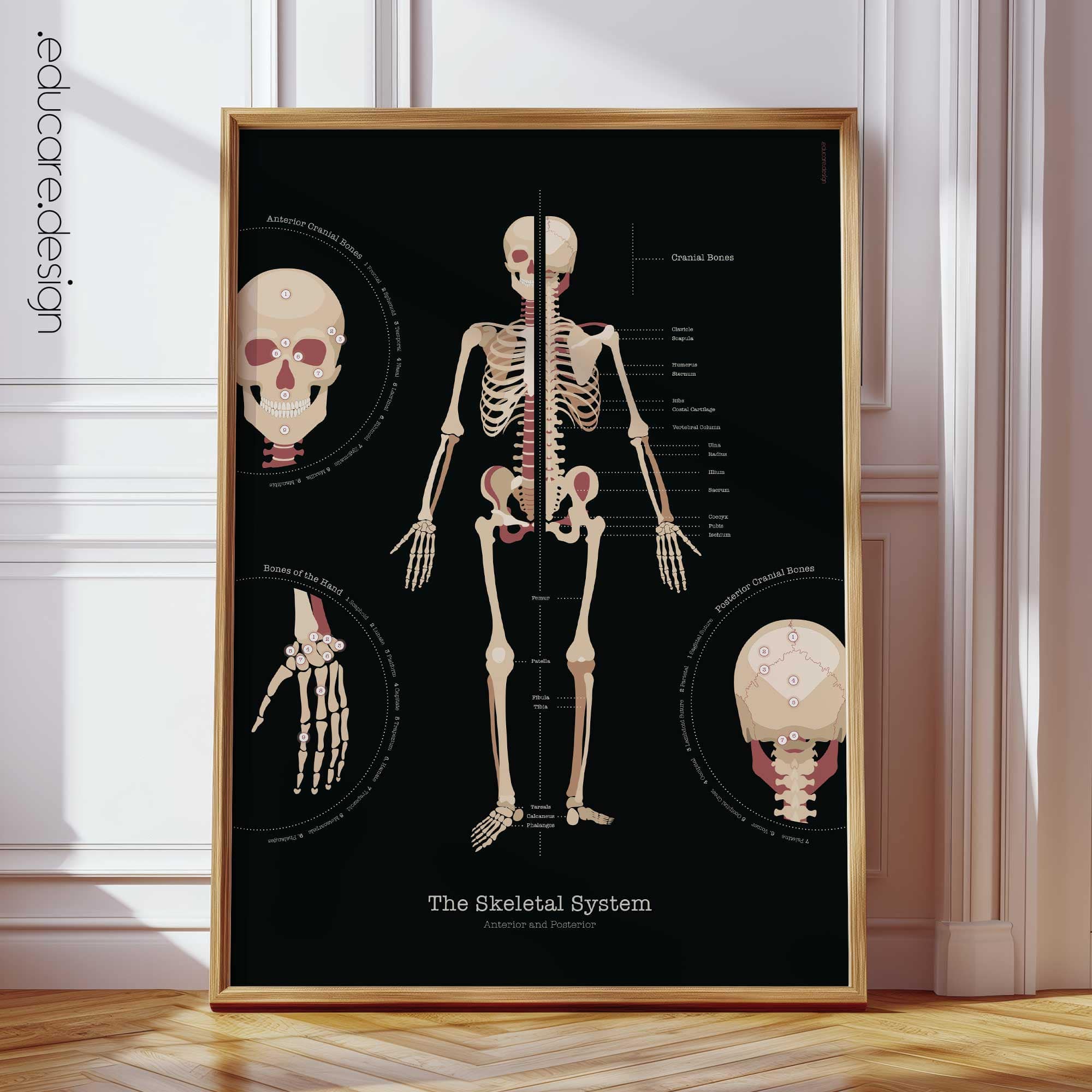 Skeletal System Anatomy Chart, Black Edition