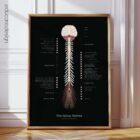 Spinal Nerves Anatomy Chart, Black Edition