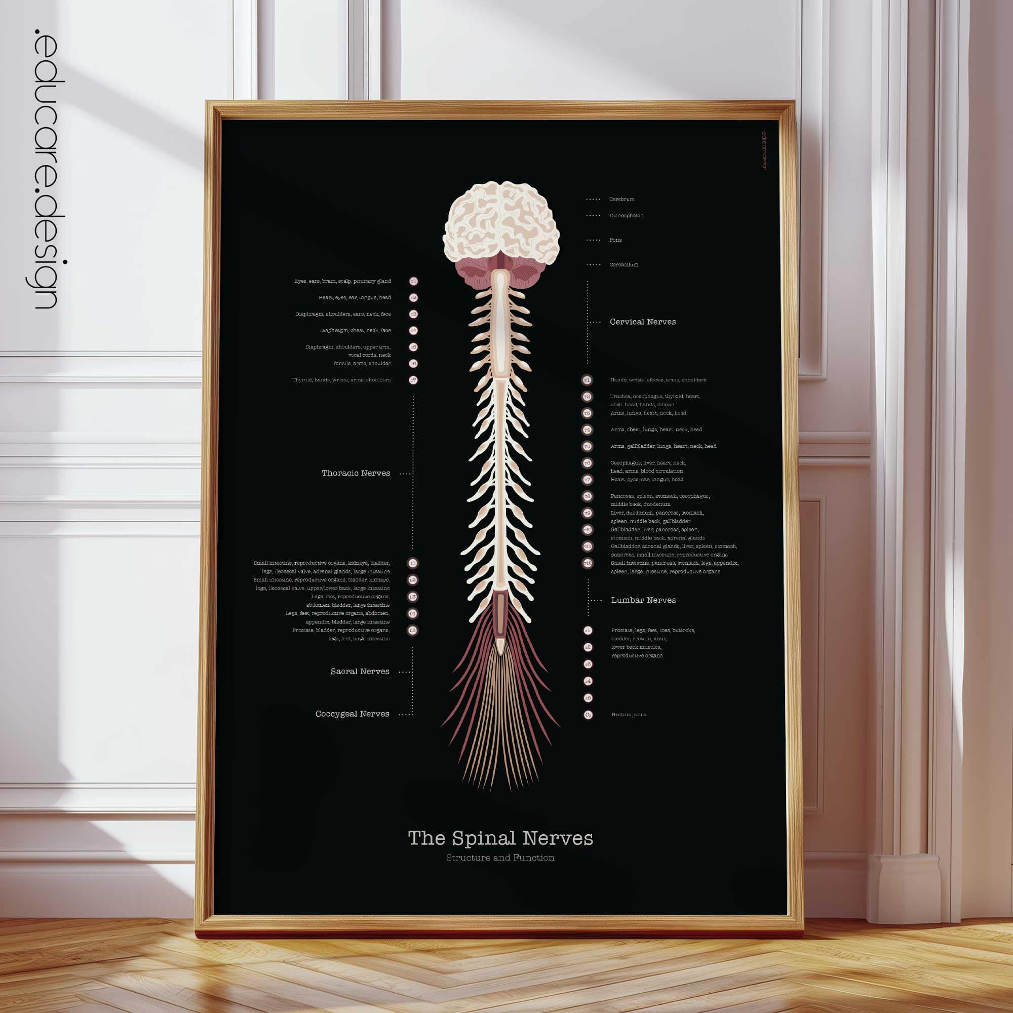 Spinal Nerves Anatomy Chart, Black Edition