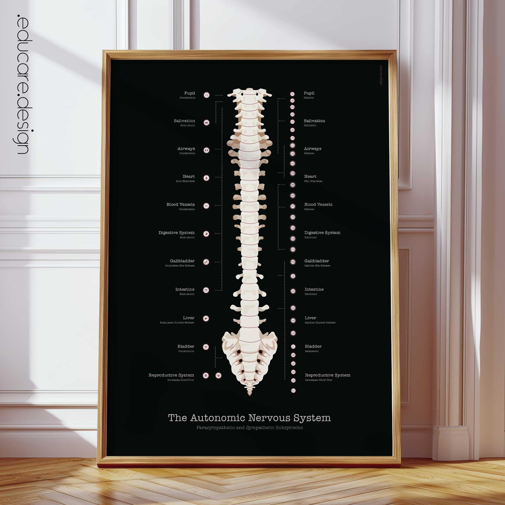 Autonomic Nervous System Anatomy Chart, Black Edition