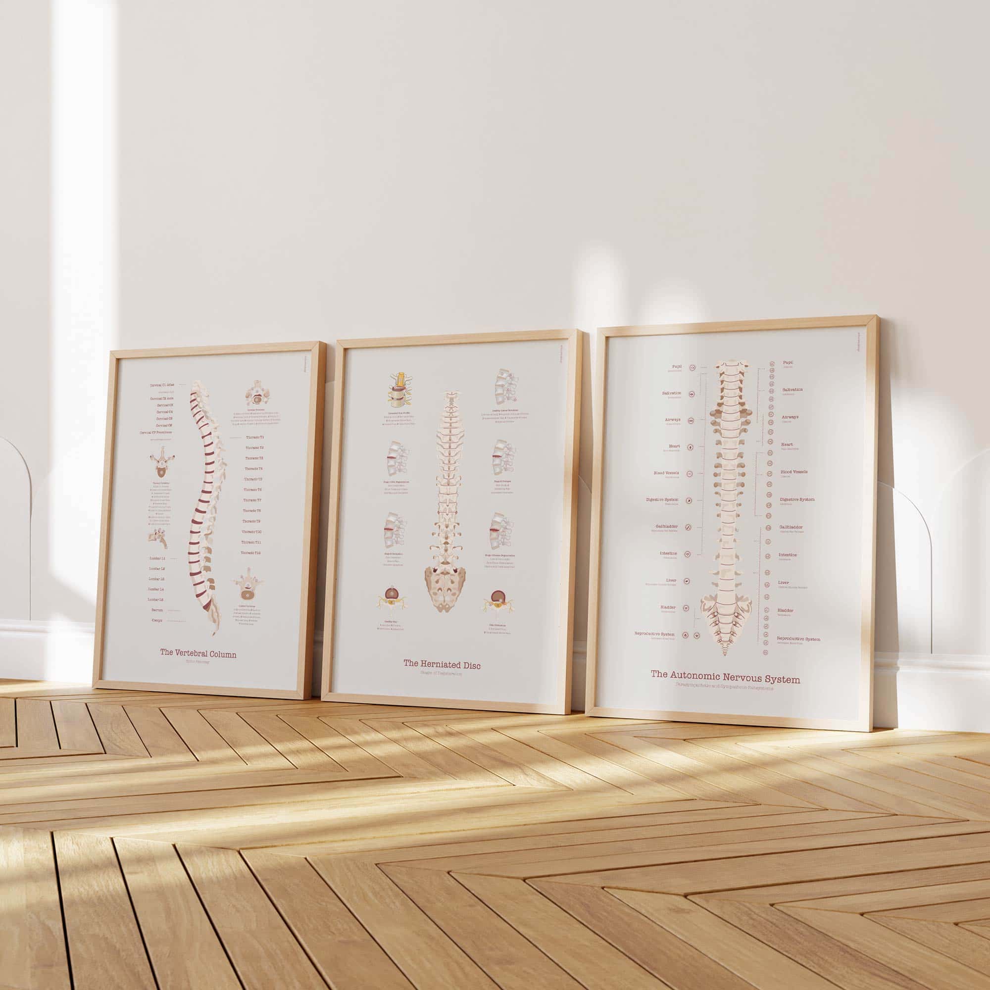 Minimalistic Anatomy Artwork from www.educare.design