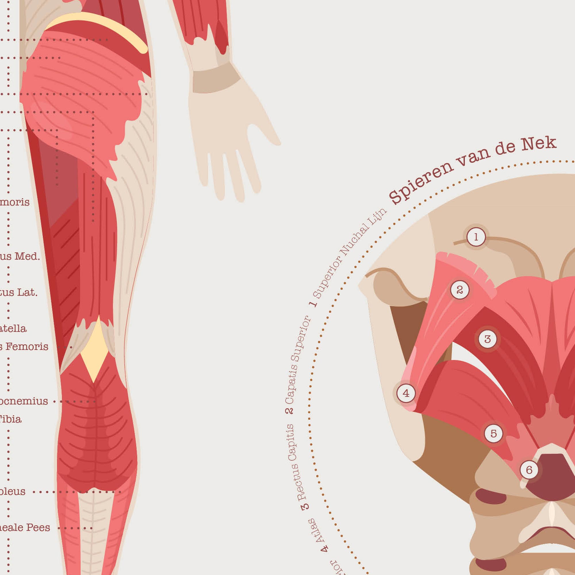 Common Shoulder Conditions