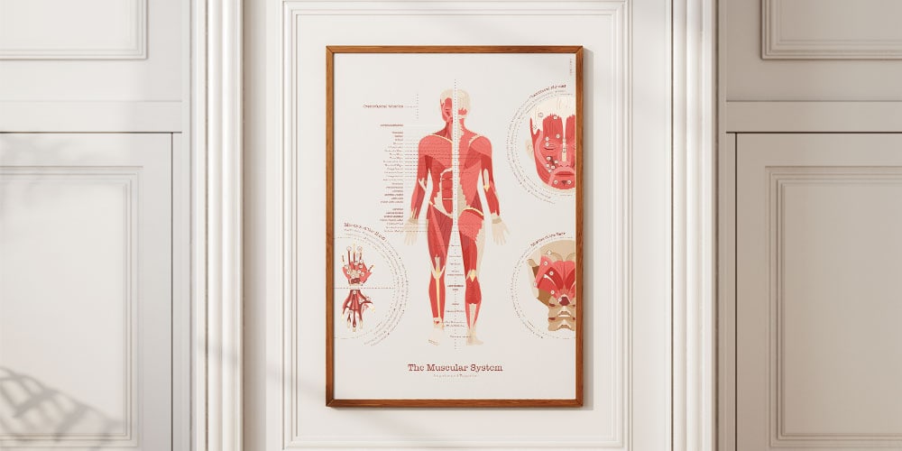 Le Système Musculaire