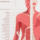 The Muscular System