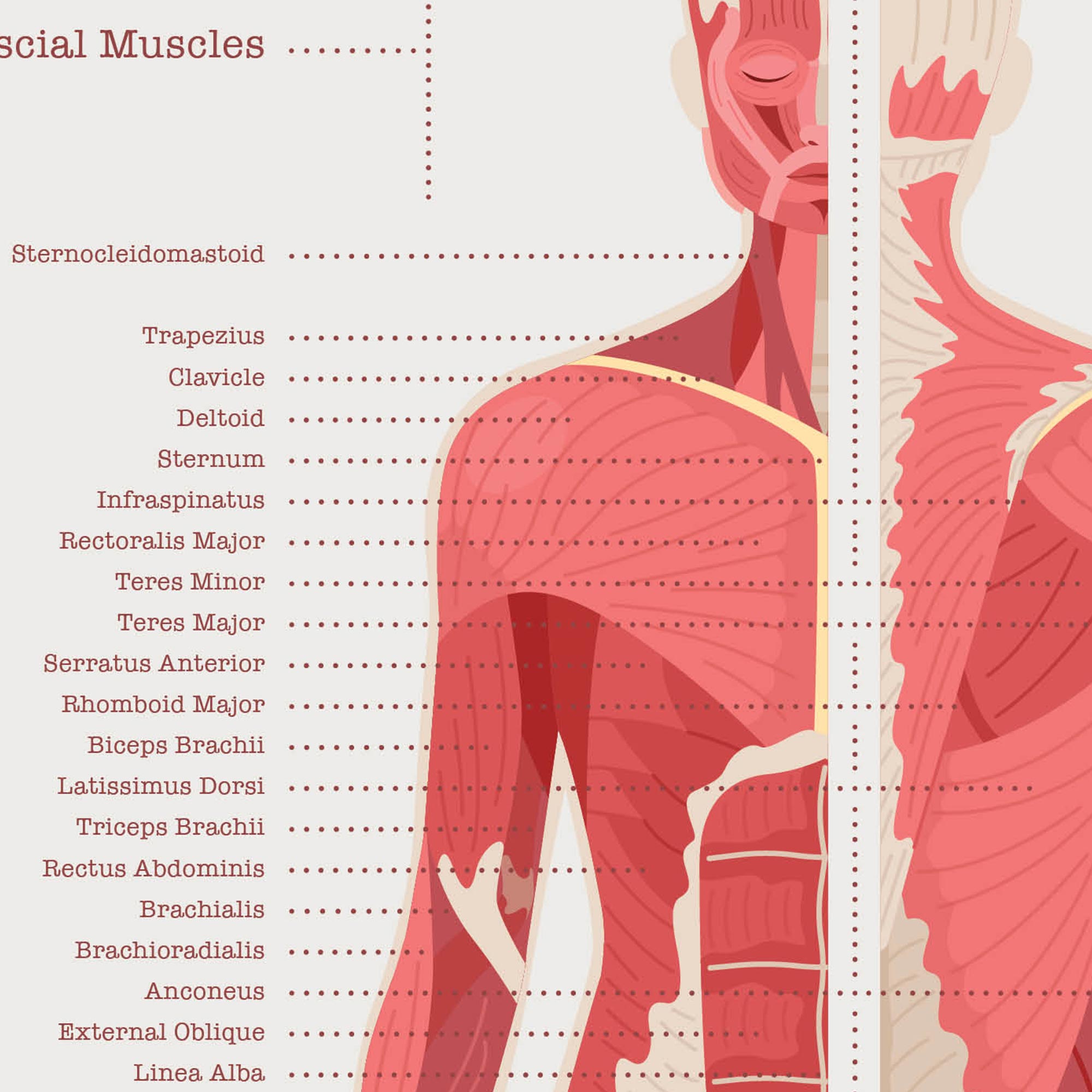 The Muscular System