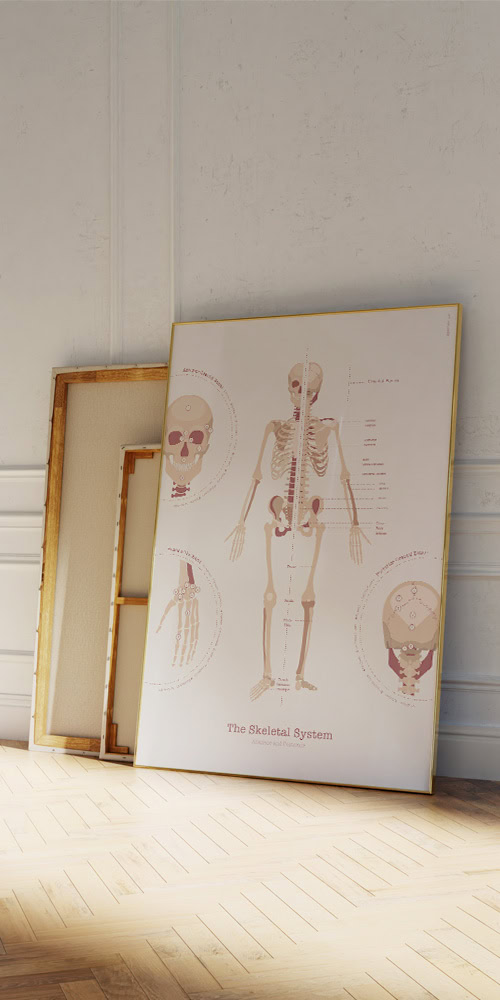 Le Système Squelettique