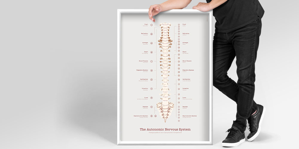 Le Système Nerveux Autonome