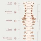 The Autonomic Nervous System