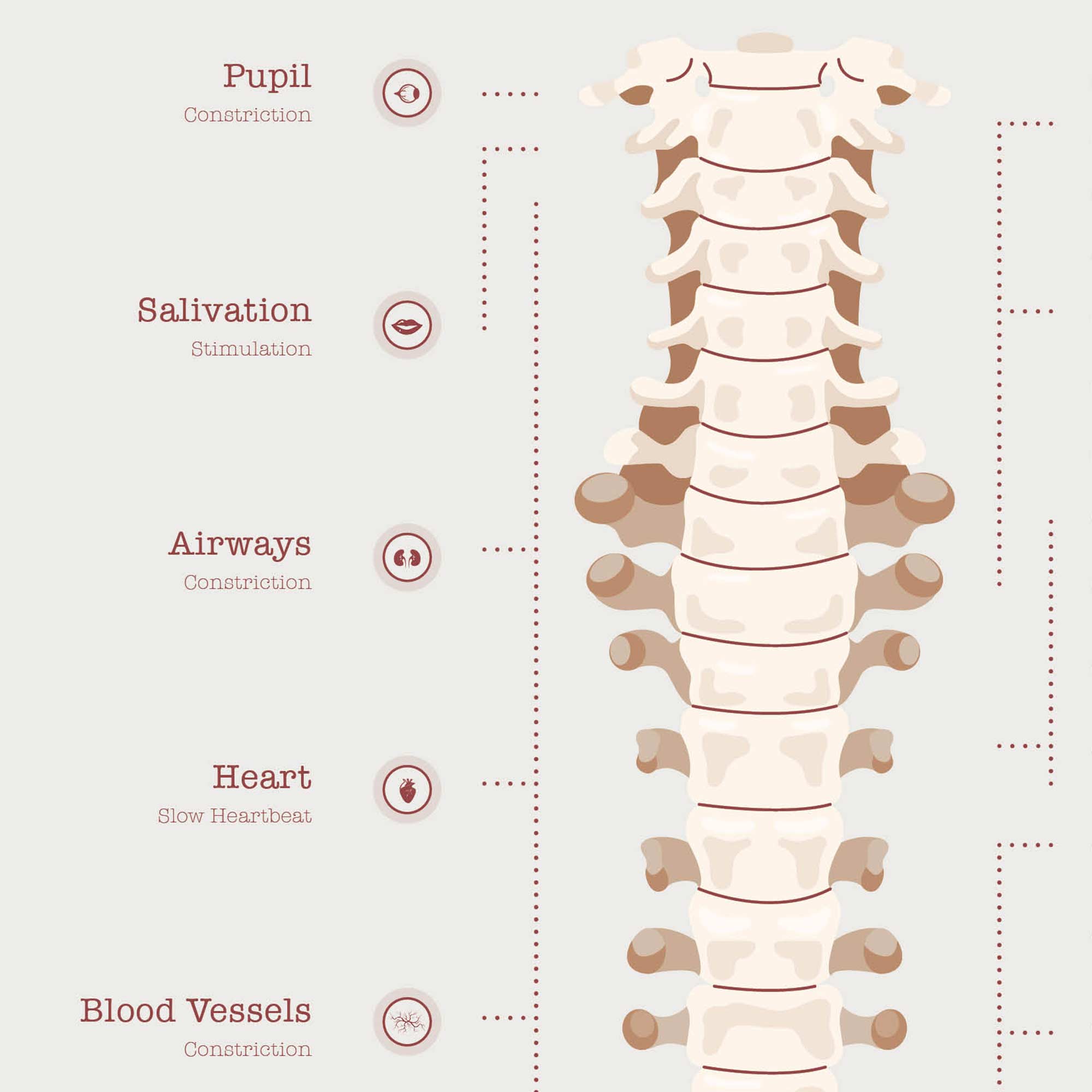 The Autonomic Nervous System