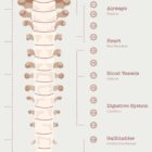 The Autonomic Nervous System