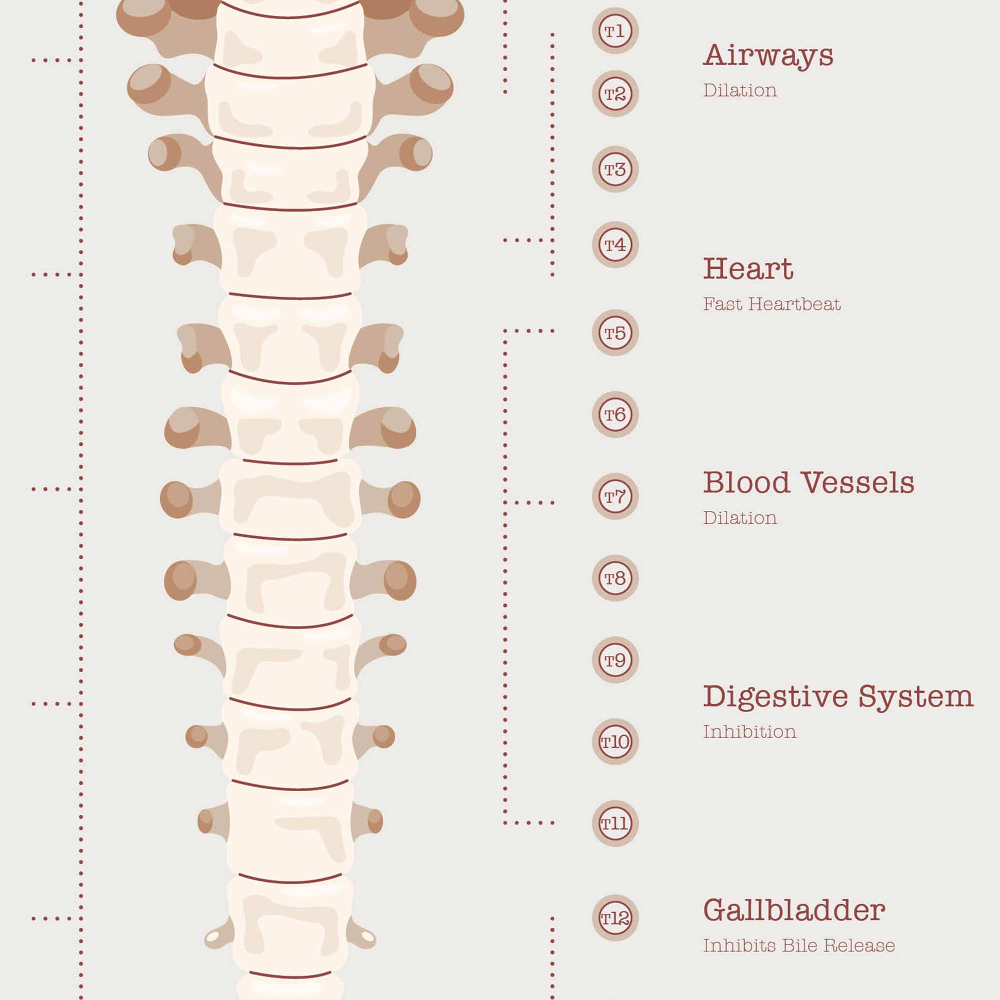 The Autonomic Nervous System