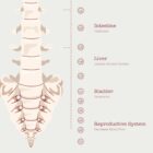 The Autonomic Nervous System