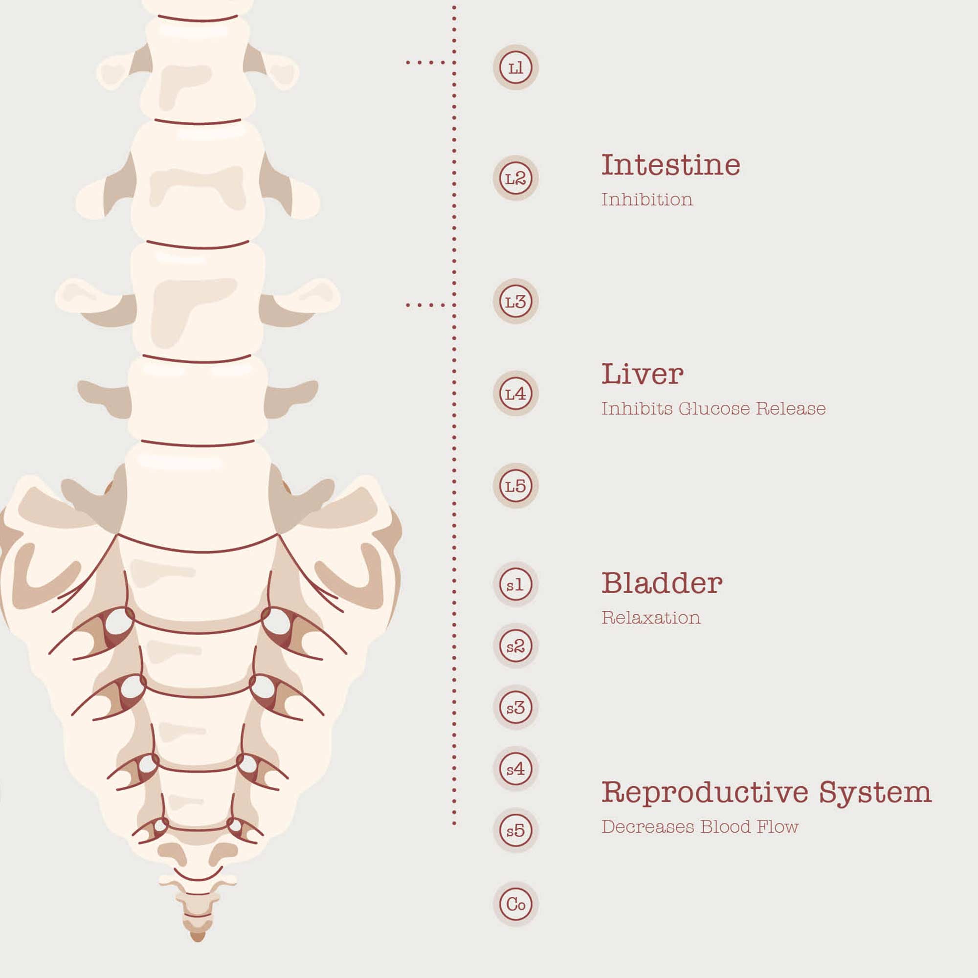 The Autonomic Nervous System