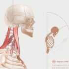 Forward Head Posture chart