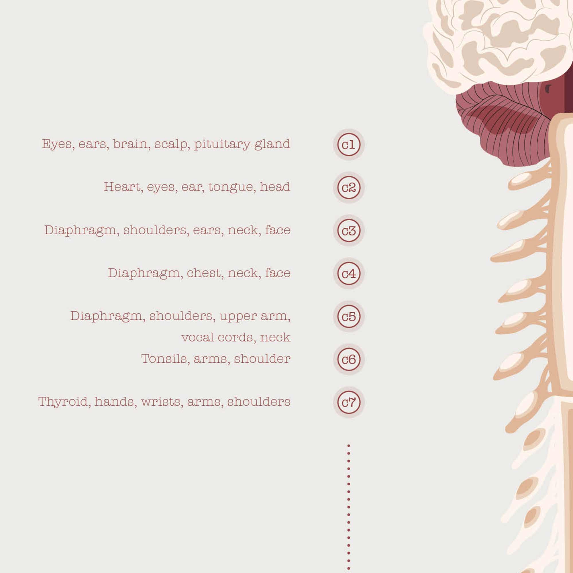 The Spinal Nerves Chart