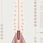The Spinal Nerves Chart