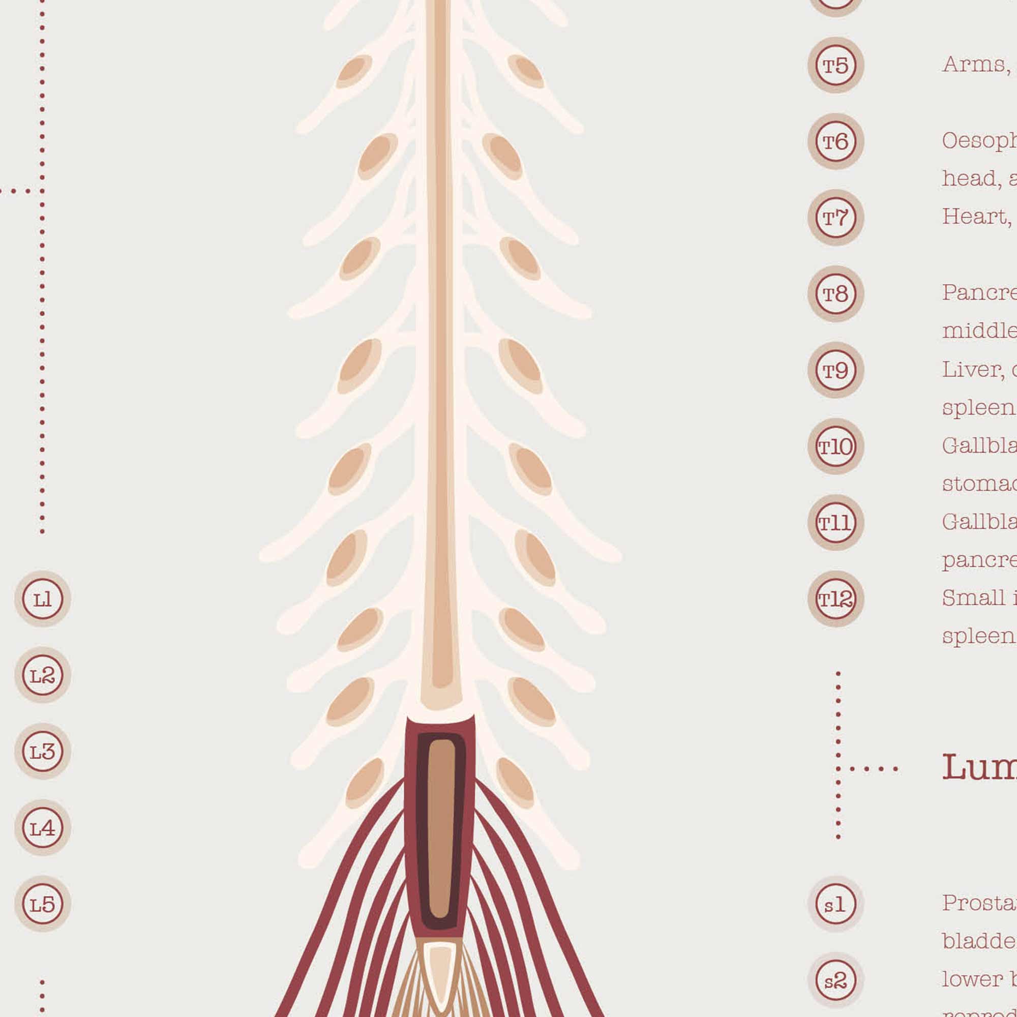 The Spinal Nerves Chart