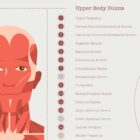 The Myofascial Trigger Points Set anatomy chart for clinics