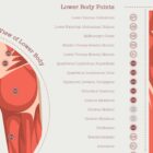 The Myofascial Trigger Points Set anatomy chart for clinics