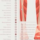 The Myofascial Trigger Points Set anatomy chart for clinics