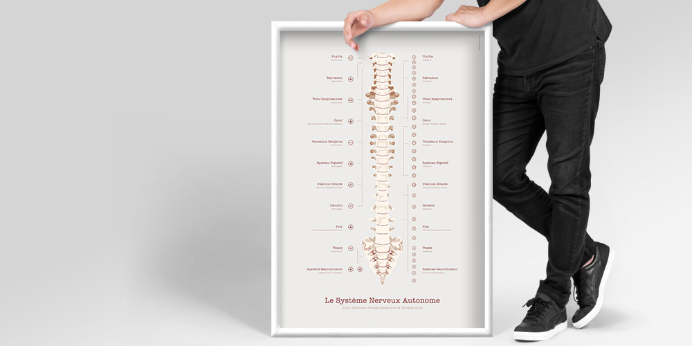 Le Système Nerveux Autonome