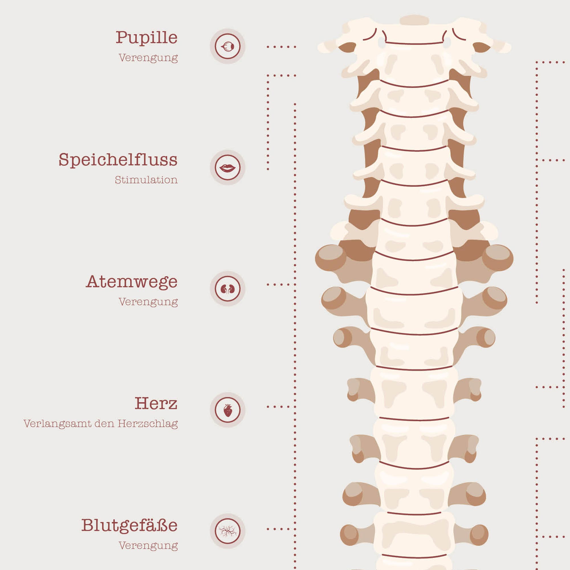 Das Autonome Nervensystem